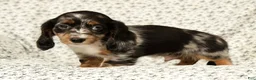 Miniature Dachshund dogs for sale: Blu - Ad 9