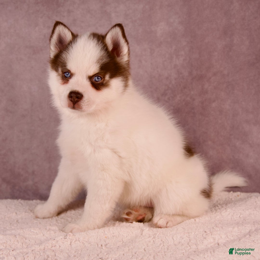 Pomsky dogs for sale: AJay - Ad 15