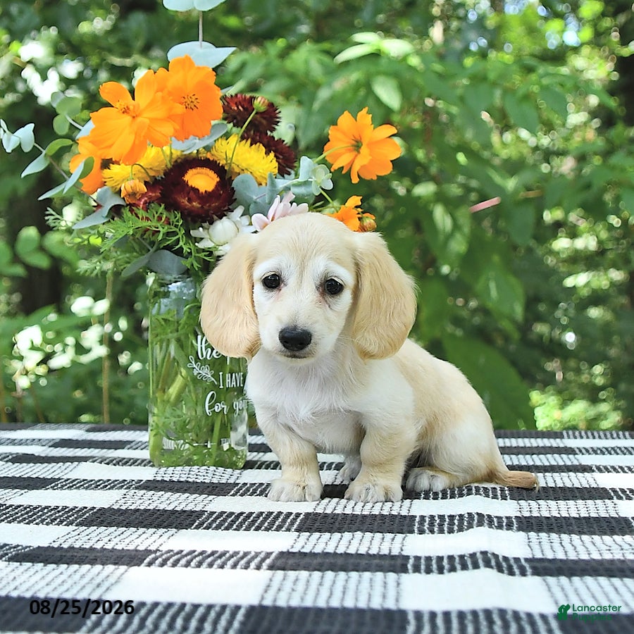 Miniature Dachshund dogs Daisy - Ad 1