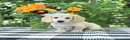 Miniature Dachshund dogs for sale: Daisy - Ad 1