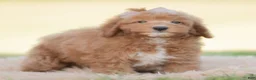 Mini Goldendoodle dogs for sale: Teddy bear - Ad 4