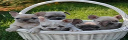 French Bulldog dogs for sale: Lindie - Ad 5
