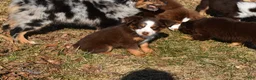 Miniature Australian Shepherd dogs for sale: Miniature Australian Shepherd Puppy 3 - Ad 2