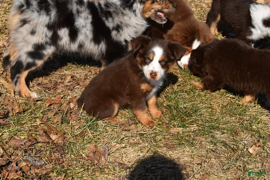 Miniature Australian Shepherd dogs for sale: Miniature Australian Shepherd Puppy 3 - Ad 2