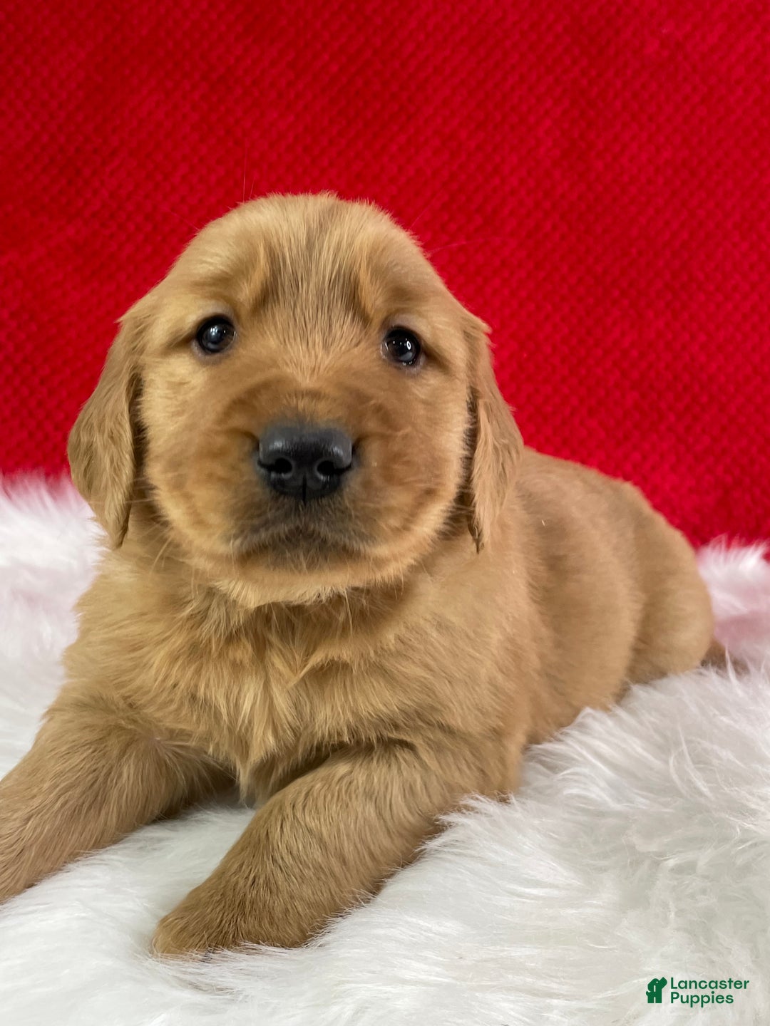 Golden Retriever dogs for sale: Cane - Ad 4