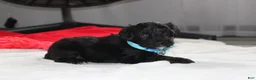 Yorkiepoo dogs for sale: Ranger  - Ad 3