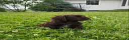 Cocker Spaniel dogs for sale: Allie - Ad 1