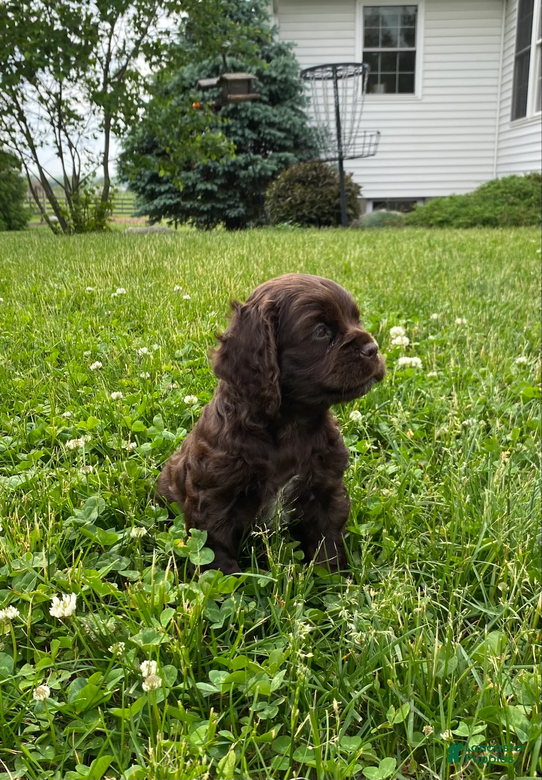 Cocker Spaniel dogs for sale: Allie - Ad 1