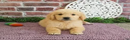 Golden Retriever dogs for sale: Gabriella - Ad 5