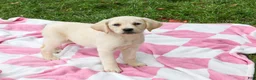 Labrador Retriever dogs for sale: Robin - Ad 2