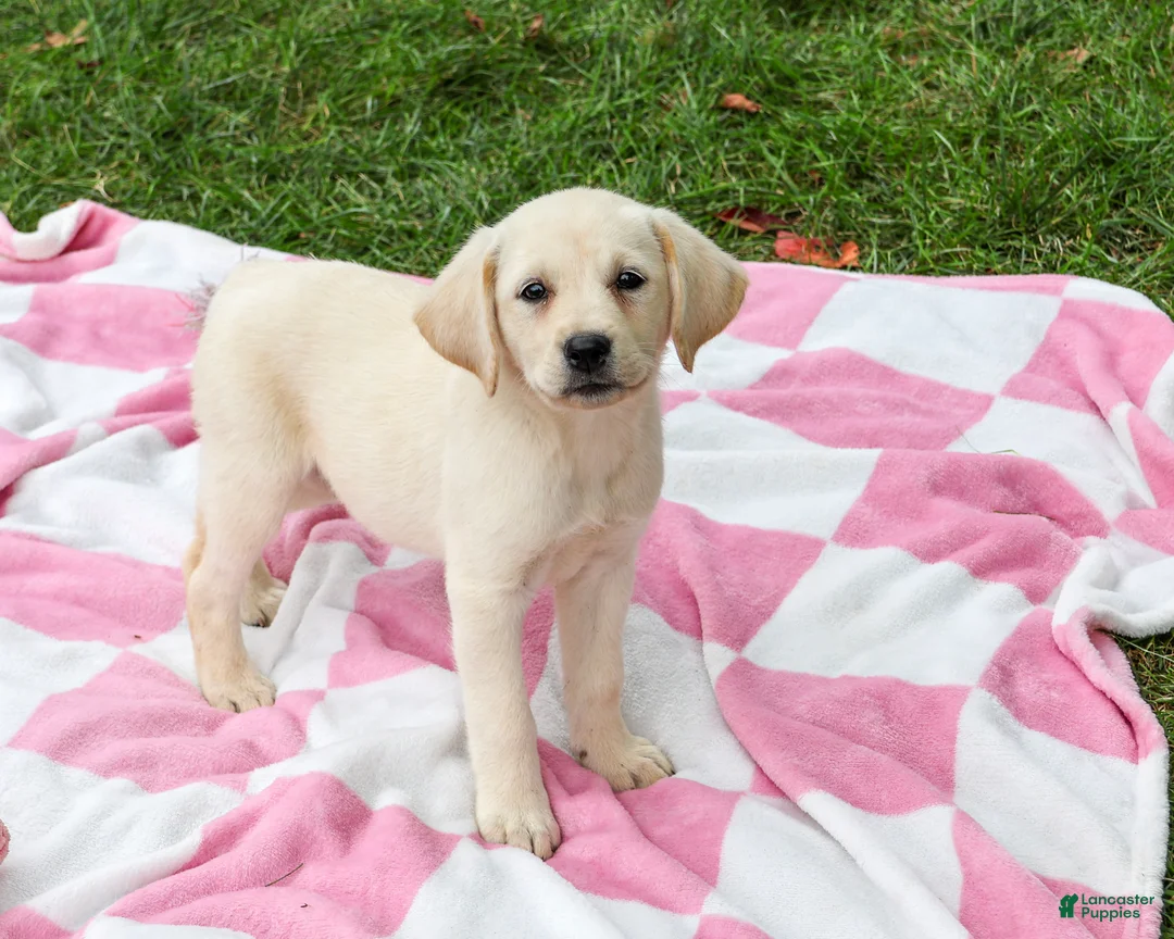 Labrador Retriever dogs for sale: Robin - Ad 2