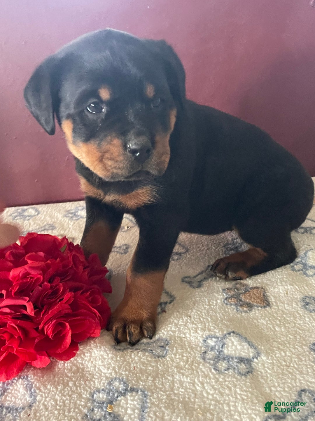 Rottweiler dogs for sale: Taffy - Ad 3