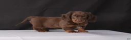 Dachshund dogs for sale: Kacie - Ad 10