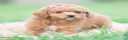 Maltipoo dogs for sale: Tulip F1B - Ad 3