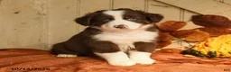 Australian Shepherd dogs for sale: Blaze - Ad 4