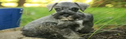 Miniature Schnauzer dogs for sale: Quincy Miniature Schnauzer  - Ad 3
