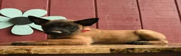 Belgian Malinois dogs for sale: Pilot - Ad 3
