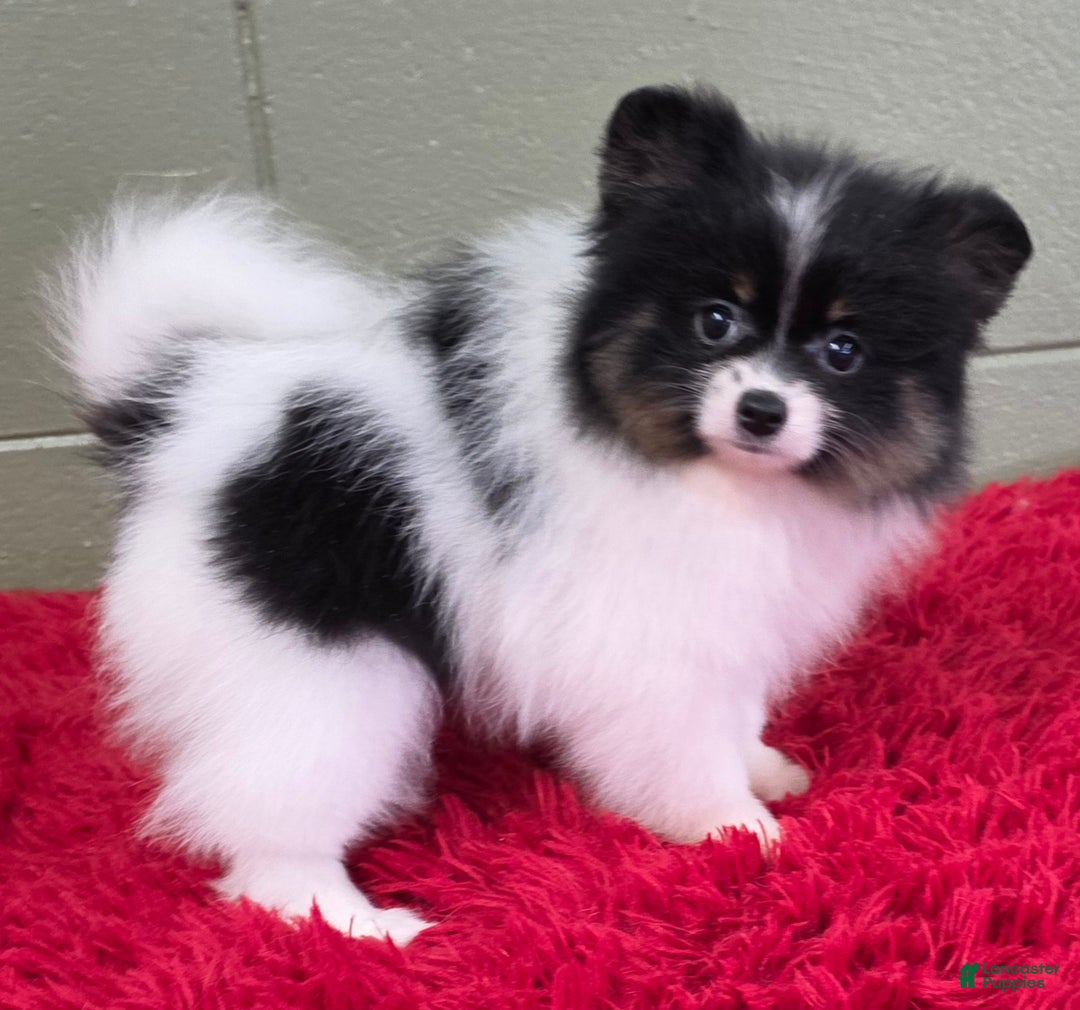 Pomeranian dogs for sale: Lucky  - Ad 3