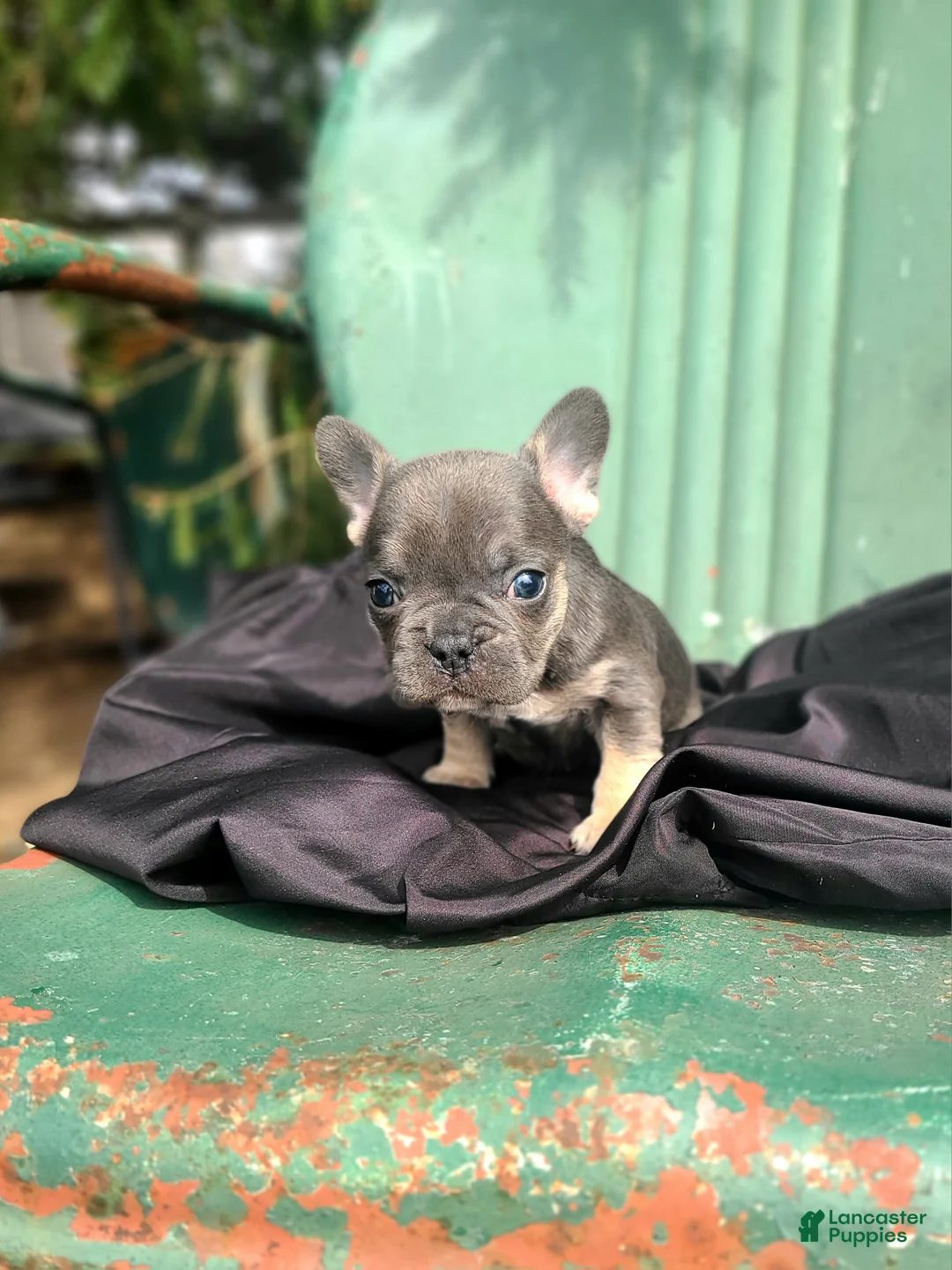 French Bulldog dogs for sale: Mario - Ad 1
