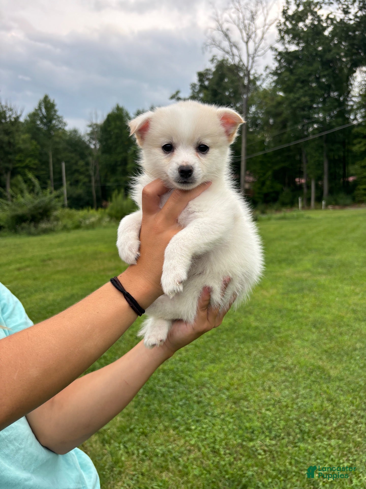 Pomsky dogs Pomsky 1 - Ad 2