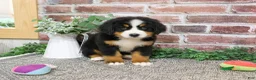 Bernese Mountain Dog dogs for sale: Liberty - Ad 3