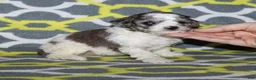 Miniature Poodle dogs for sale: Reserved Harlee’s black merle parti female - Ad 5