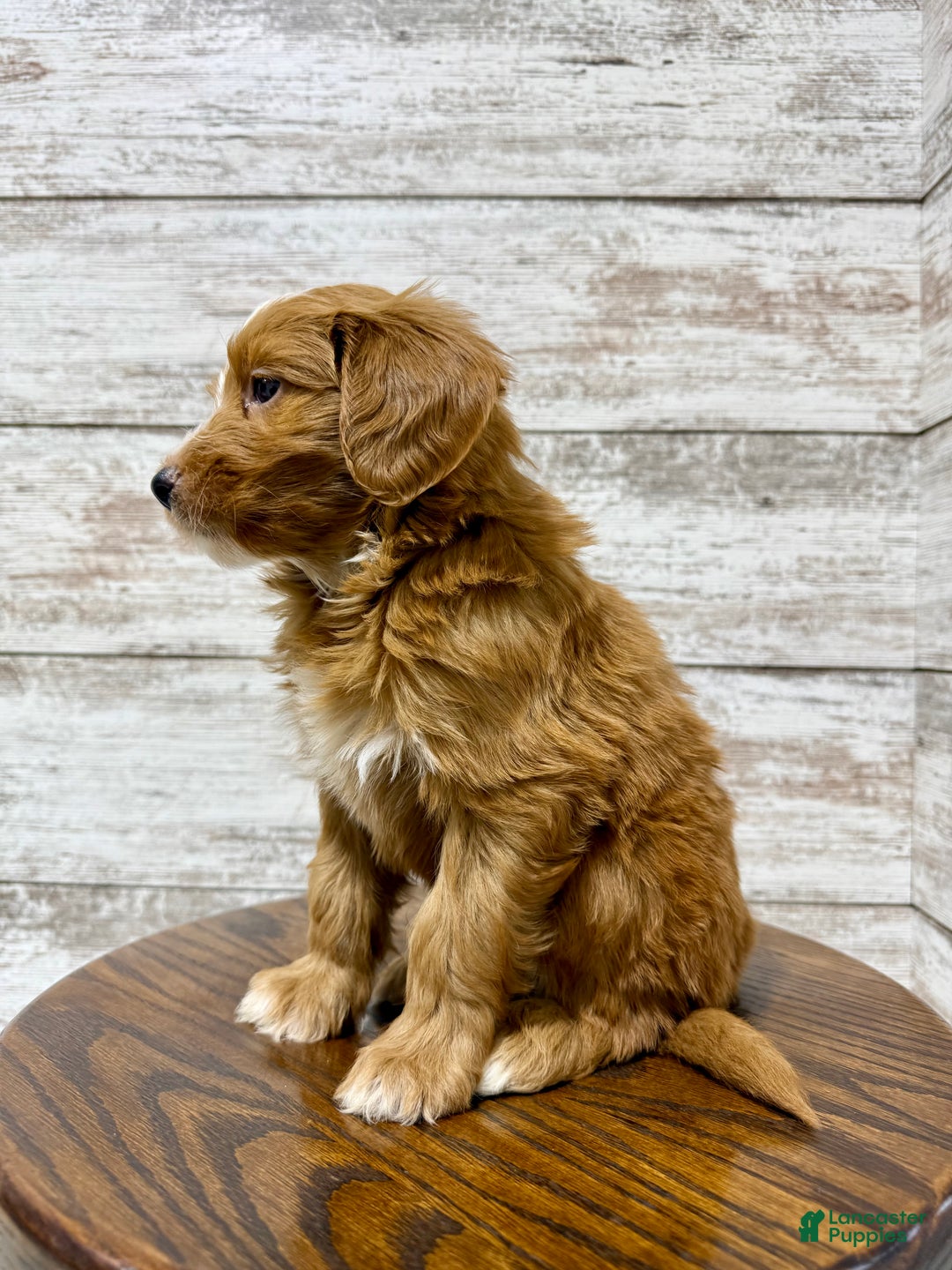 Mini Goldendoodle dogs for sale: Liam - Ad 5