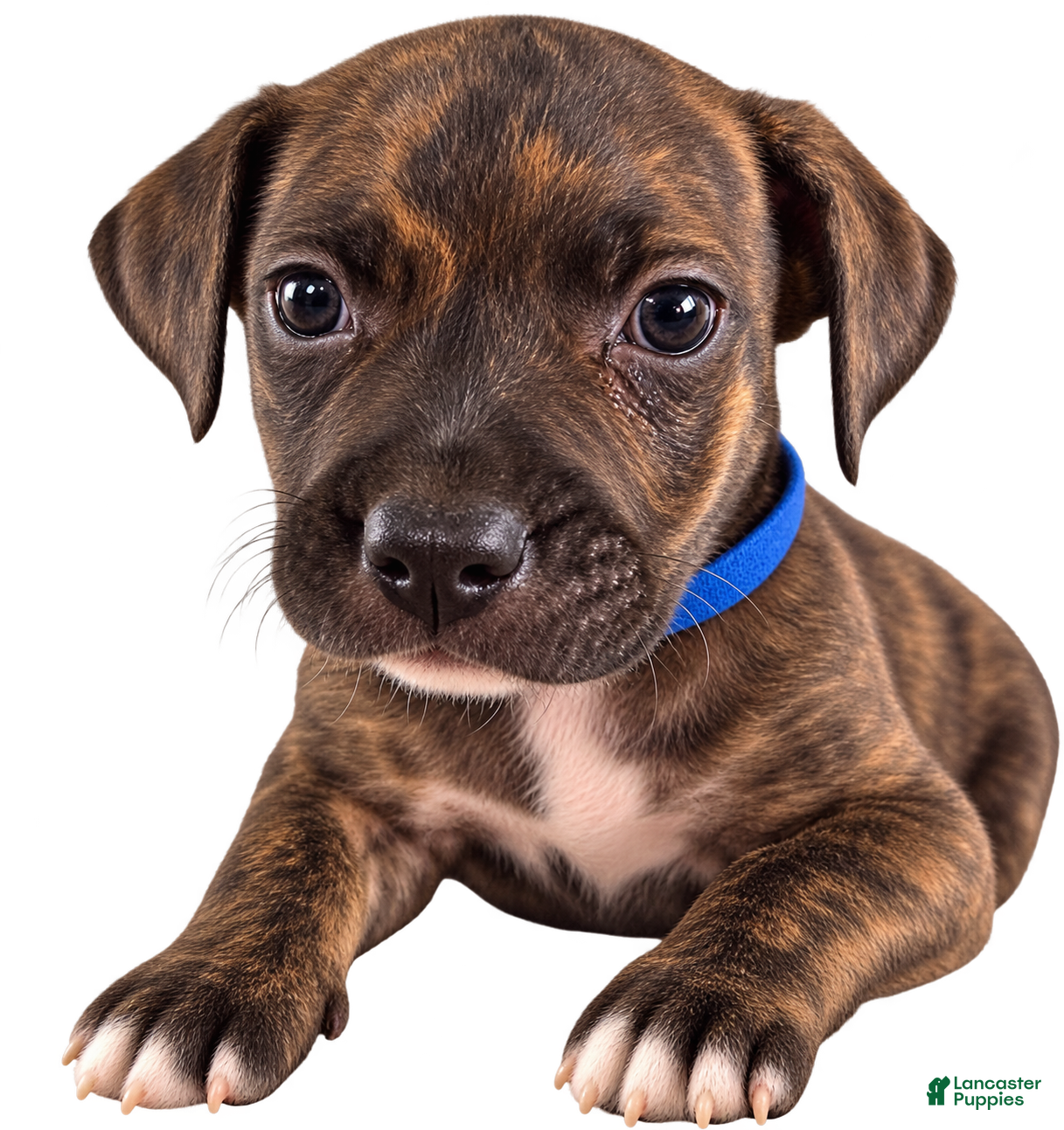 Mixed Breed dogs Chinney - Ad 24