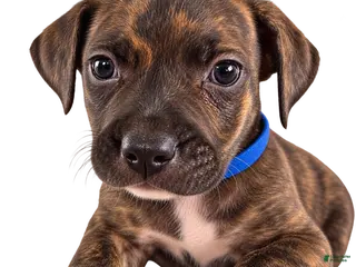 Mixed Breed dogs Chinney - Ad 24