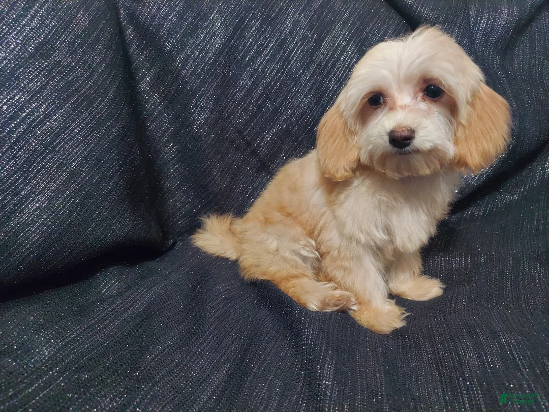 Maltipoo dogs for sale: Opalescent- in home raised, non-shedding - Ad 1