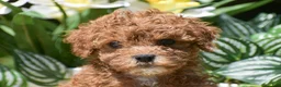 Miniature Poodle dogs for sale: Princess - Ad 4