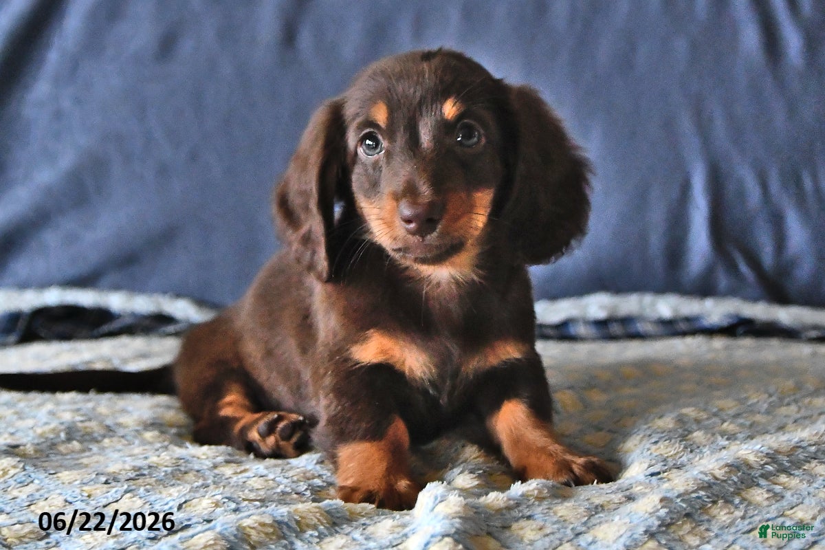Miniature Dachshund dogs Echo - Ad 2