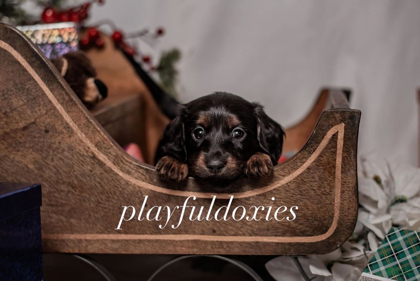 Miniature Dachshund dogs Yellow Collar Girl Dachshund Puppy  - Ad 3