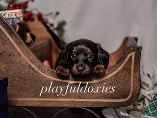 Miniature Dachshund dogs Yellow Collar Girl Dachshund Puppy - Ad 4