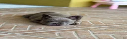 French Bulldog dogs for sale: Honey  - Ad 3