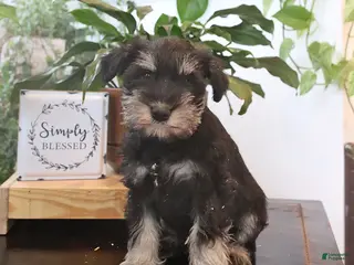 Miniature Schnauzer dogs for sale: Gus - Ad 3