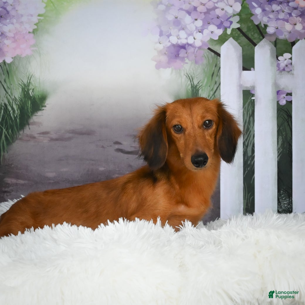 Miniature Dachshund dogs for sale: AKC-Bobby - Ad 11