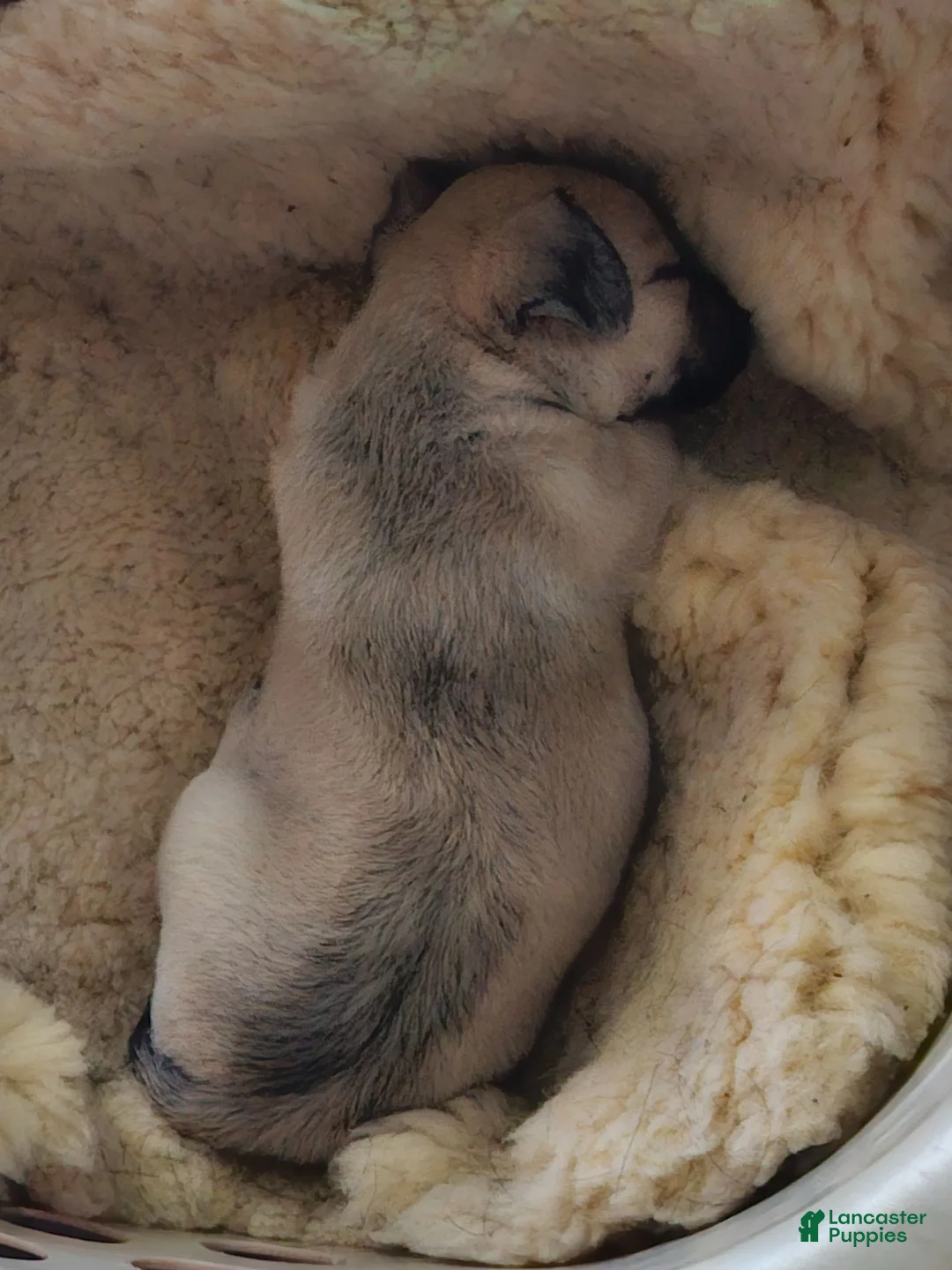 Chihuahua dogs for sale: Chihuahua 1 - Ad 2