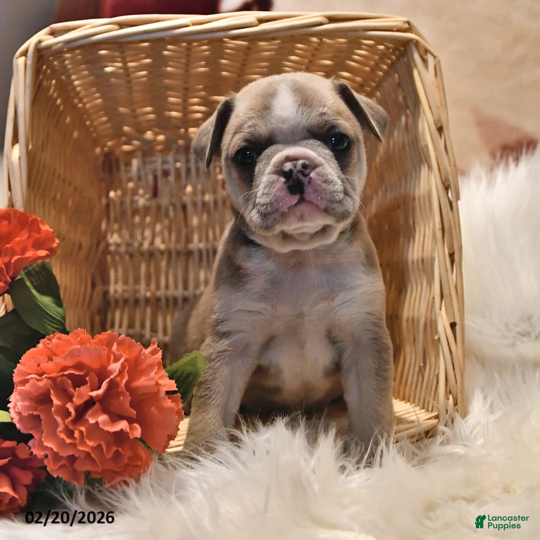 Frenchton dogs for sale: Eyeshadow  - Ad 3