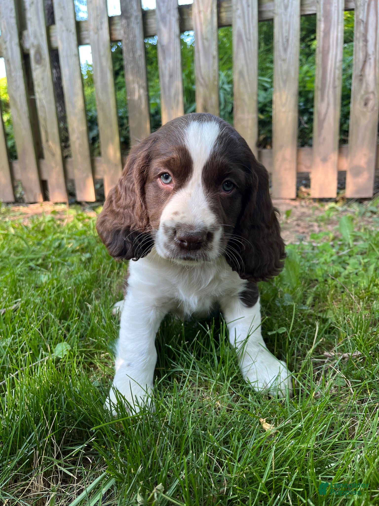 English Springer Spaniel dogs Raisin - Ad 18