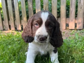 English Springer Spaniel dogs Raisin - Ad 18