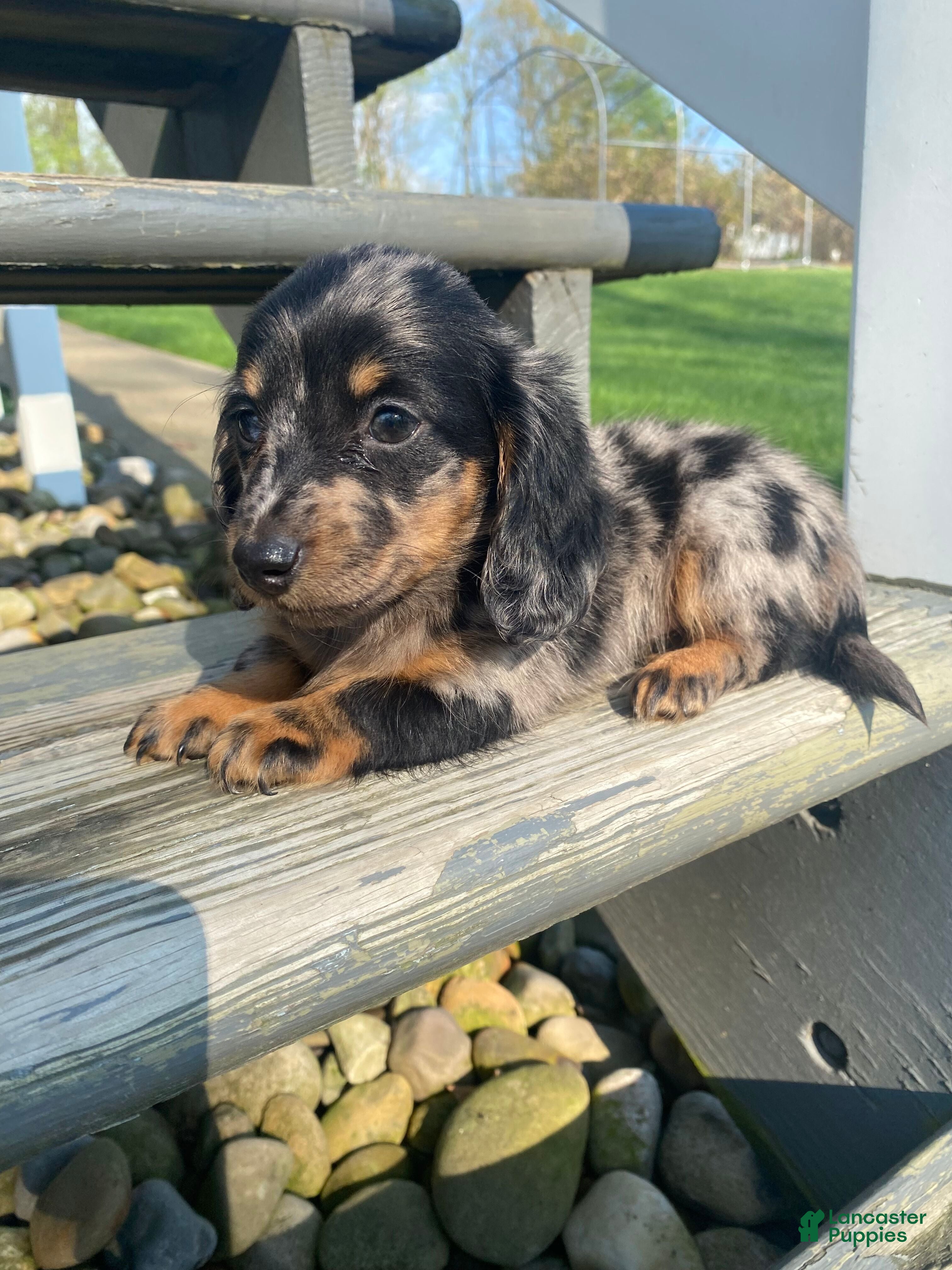Miniature Dachshund dogs Duke - Ad 1