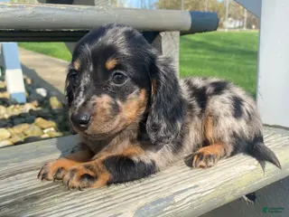 Miniature Dachshund dogs for sale: Debbie - Ad 4