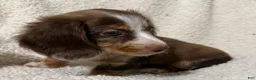 Miniature Dachshund dogs for sale: BLAZE - Ad 4
