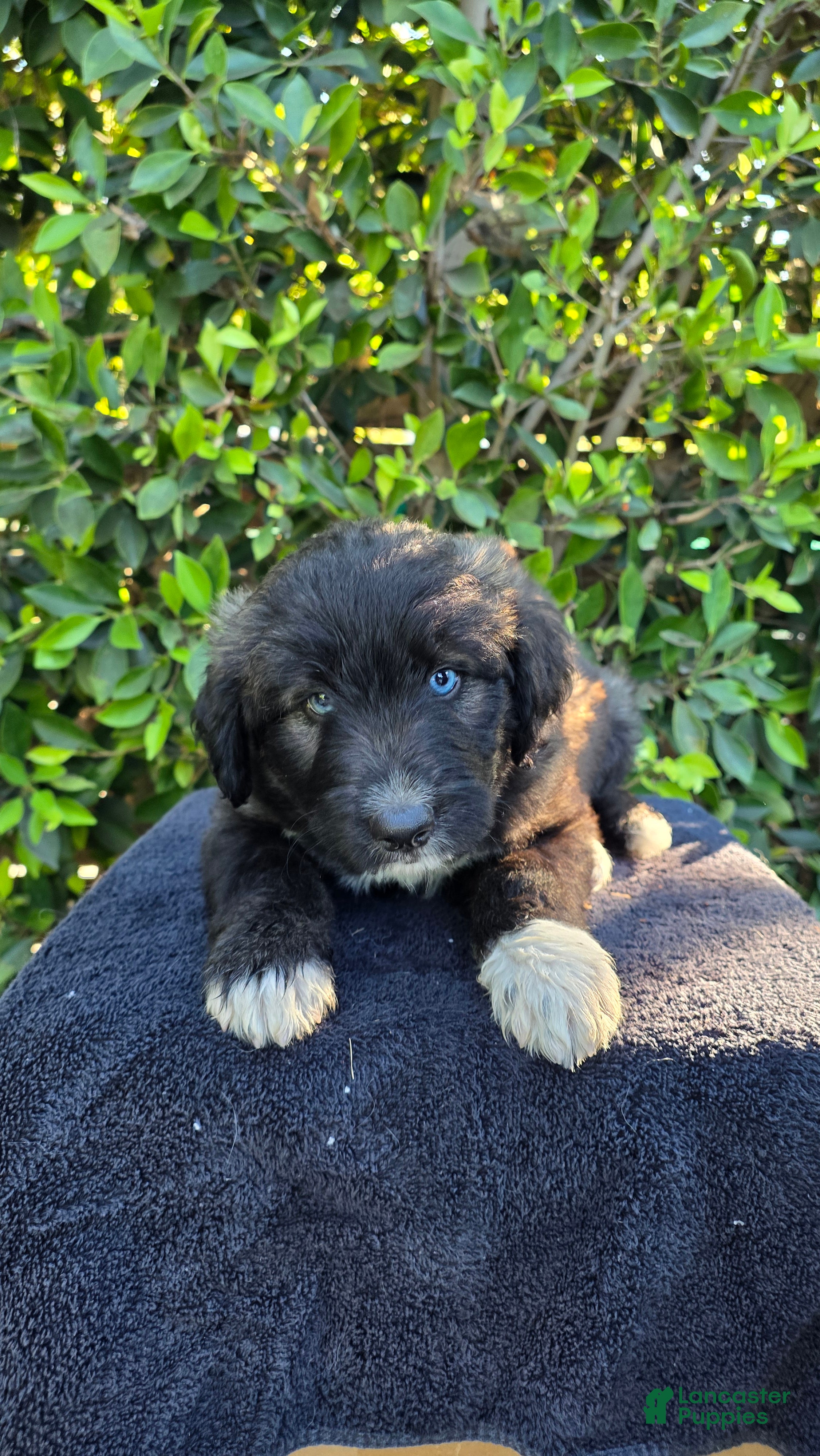 Mixed Breed dogs Cream - Ad 1