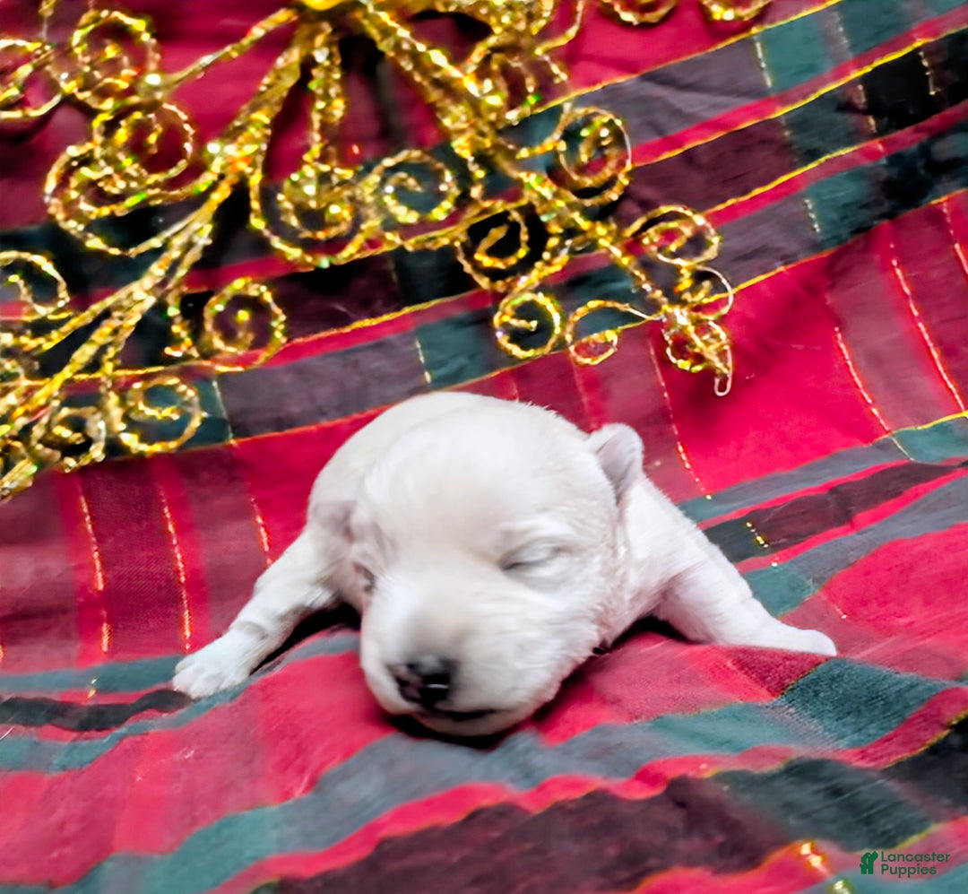 West Highland Terrier dogs for sale: Snow Baby - Ad 1