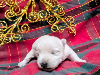 West Highland Terrier dogs Snow Baby - Ad 4