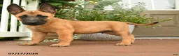 Belgian Malinois dogs for sale: Rocco - Ad 3