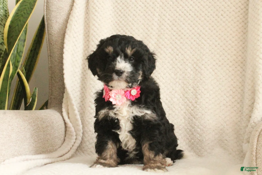 Mini Bernedoodle dogs for sale: Romeo - Ad 5