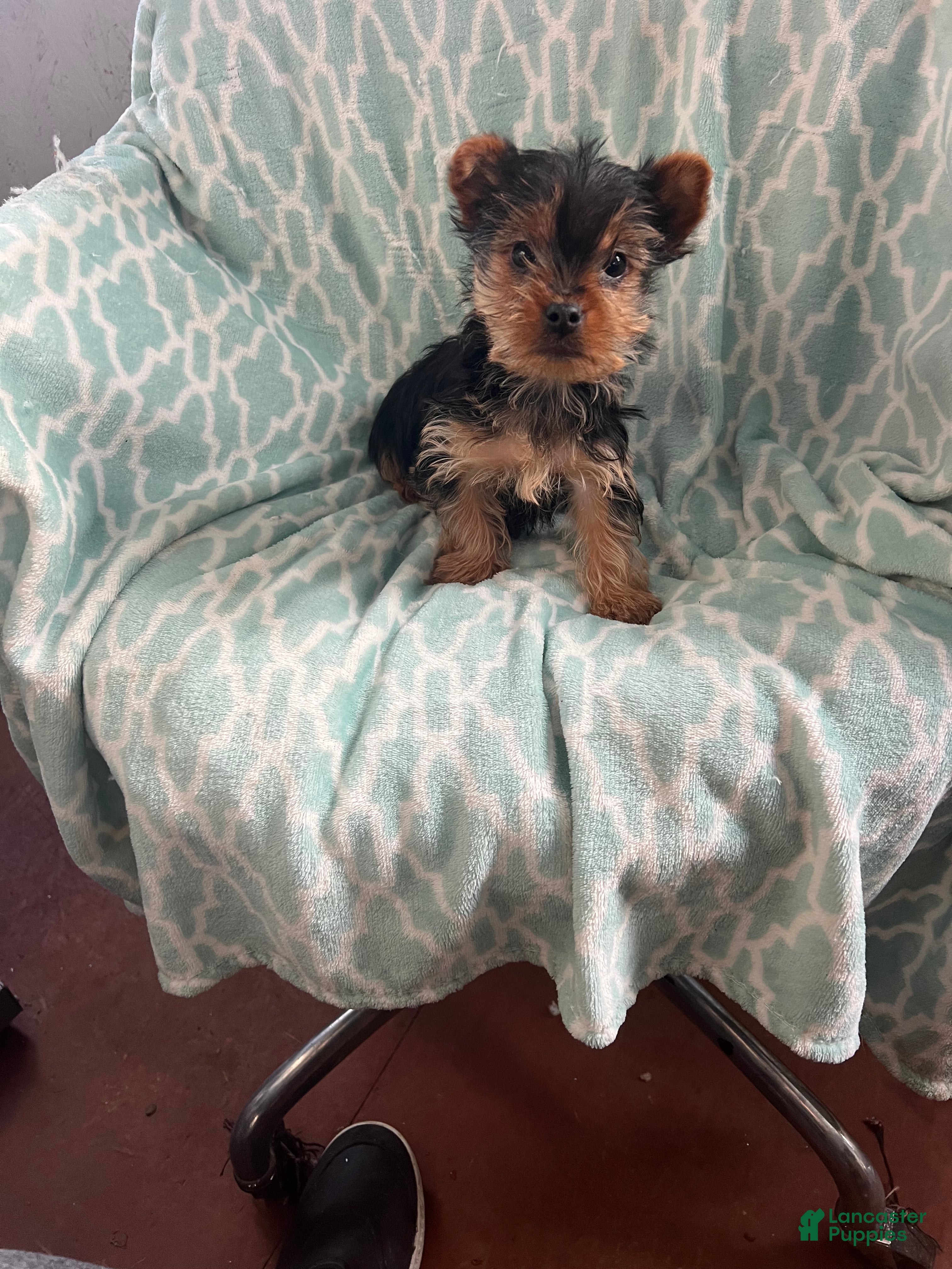 Yorkshire Terrier dogs William - Ad 10